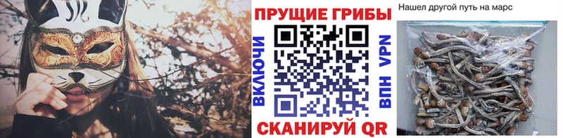 наркота Соль-Илецк Псилоцибиновые грибы мицелий